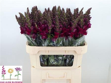 <h4>Antir Op Red</h4>