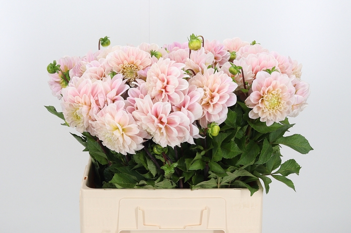 <h4>Dahl Sweet Nathalie</h4>