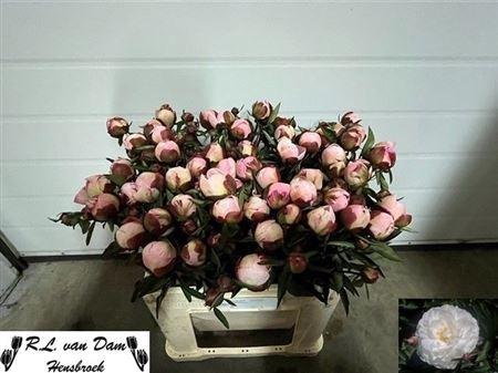 <h4>Paeo L Gardenia</h4>