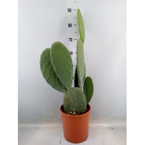 Opuntia