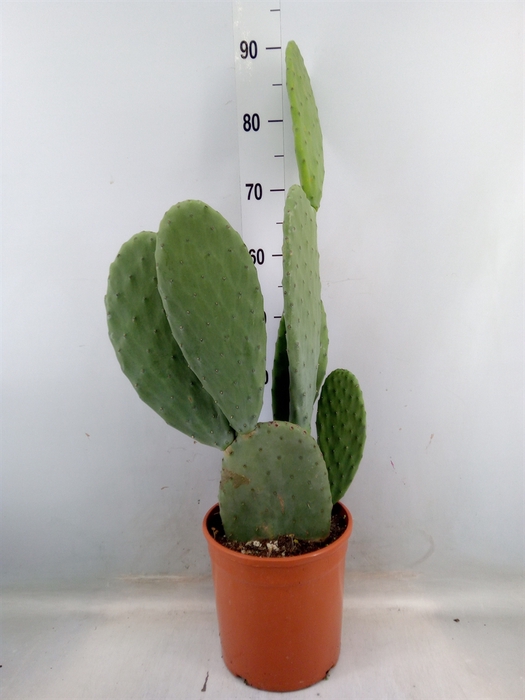 <h4>Opuntia</h4>