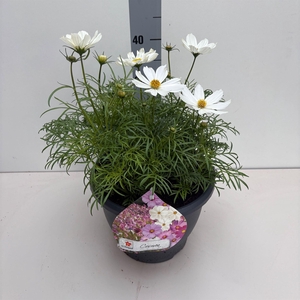 Cosmos bipinnatus 'Sonata White'