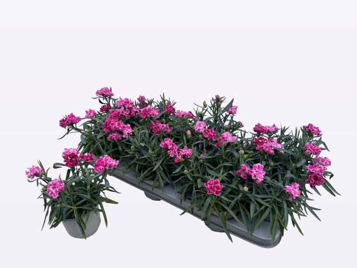 <h4>DIAN S TR DIWALI</h4>