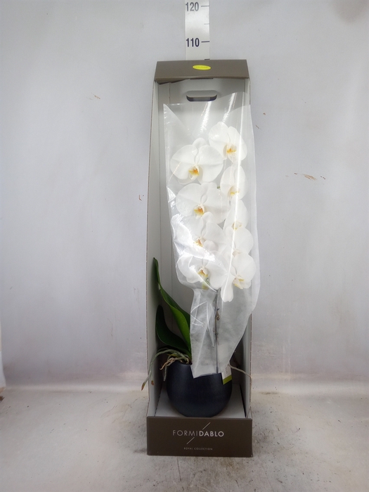 <h4>Phalaenopsis   ...white</h4>