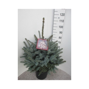 Picea pungens Super Blue 70-90 P32