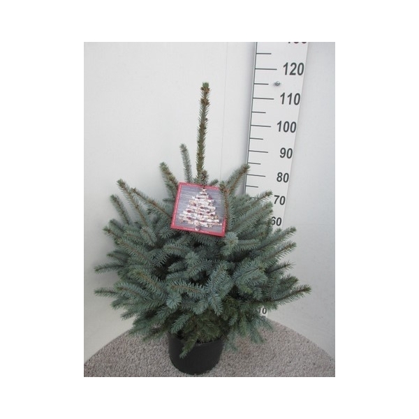<h4>Picea pungens Super Blue 70-90 P32</h4>