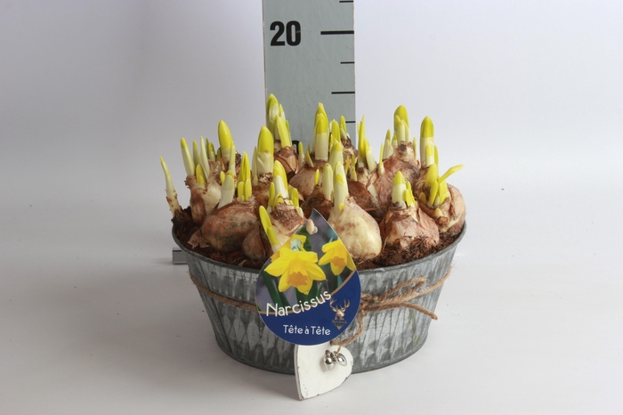 <h4>ARR N TETE A TETE</h4>