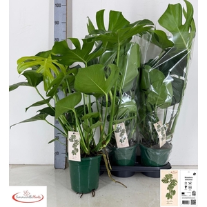 Monstera Deliciosa