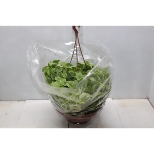 PEPEROMIA SCANDENS C32