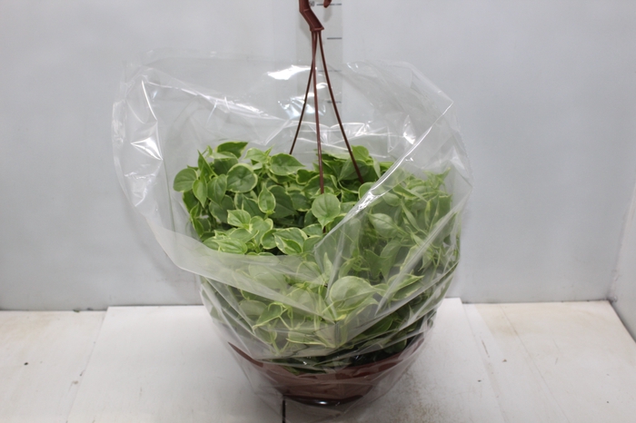 <h4>PEPEROMIA SCANDENS C32</h4>