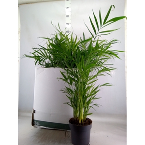 Chamaedorea cataractarum