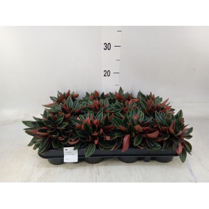 Peperomia  'Rocca Scuro'