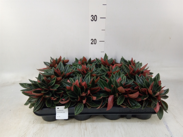 <h4>Peperomia  'Rocca Scuro'</h4>