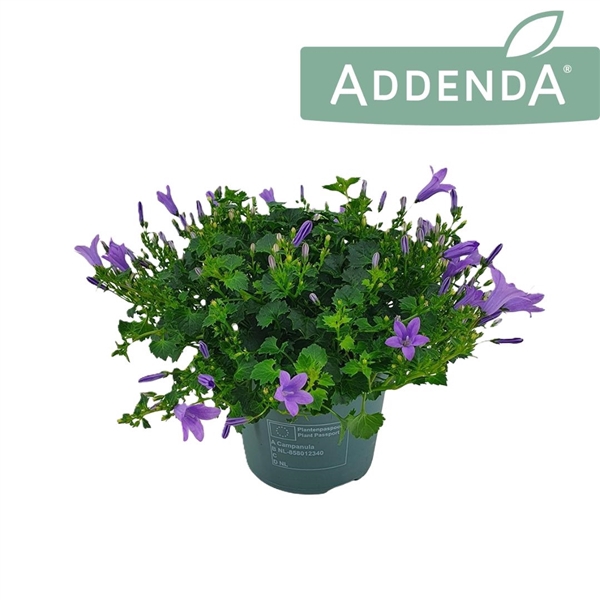 <h4>Campanula Ambella Lavender 14 cm</h4>