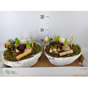 Arr.   Bol/Knolgewas L%