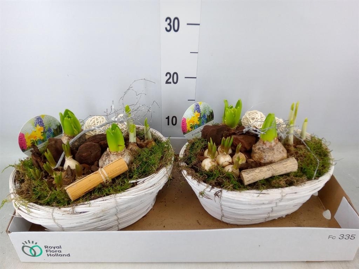 <h4>Arr. Bol/Knolgewas L%</h4>