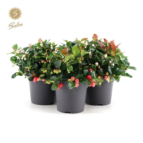 Gaultheria pr. 'Big Berry'® P12