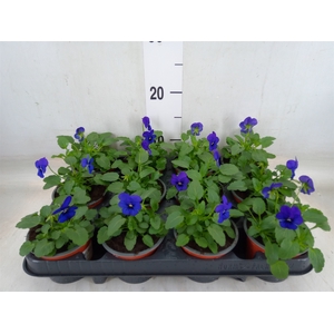 Viola wr. 'Delta Blue wBlotch'
