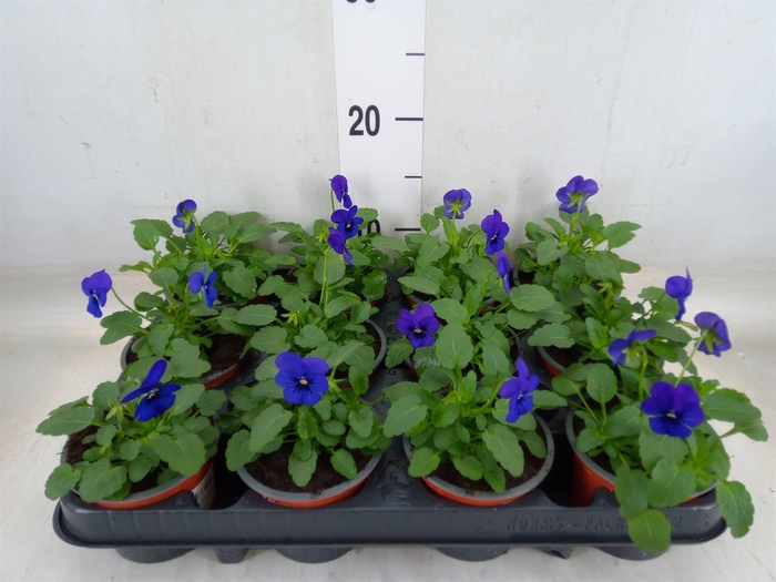 <h4>Viola wr. 'Delta Blue wBlotch'</h4>