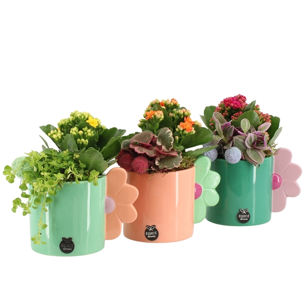 <h4>31616: Color circus arrangement</h4>