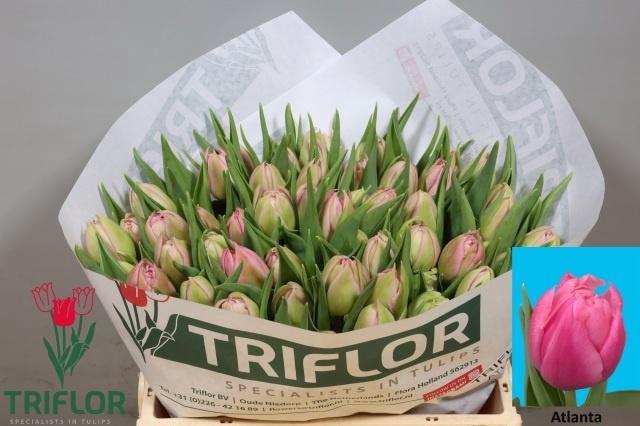 <h4>TU DU ATLANTA</h4>