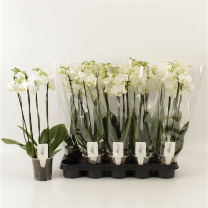 <h4>PHAL OV WIT</h4>