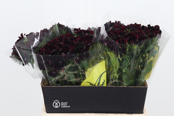 <h4>Di Barb Overig Stuk</h4>