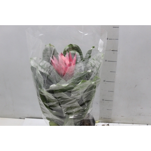 AECHMEA FASCIATA P17