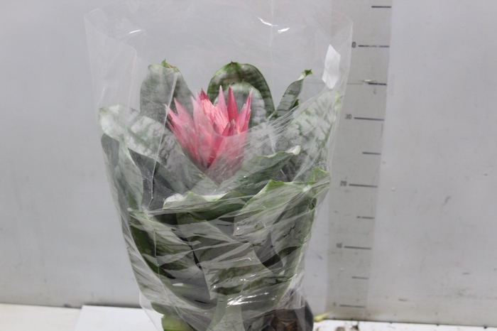 <h4>AECHMEA FASCIATA P17</h4>