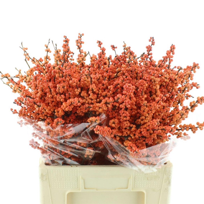 <h4>Ilex Ve Winter Gold</h4>