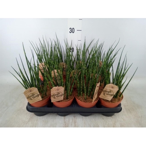 Sansevieria  'Fernwood'