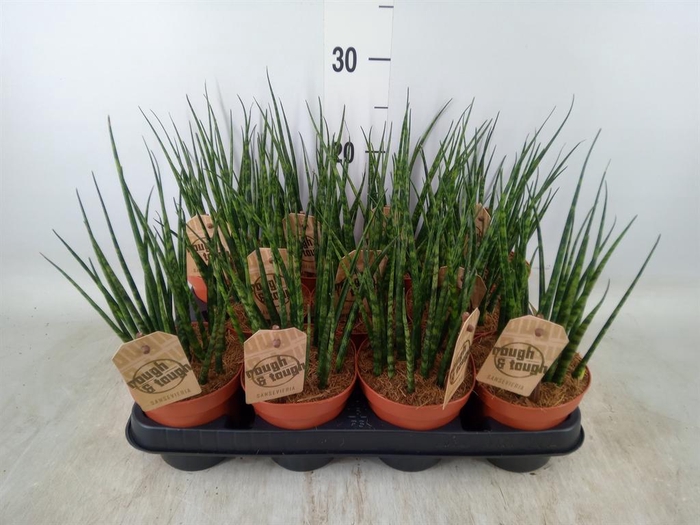 <h4>Sansevieria  'Fernwood'</h4>