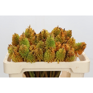 Kniphofia Eycone Peach