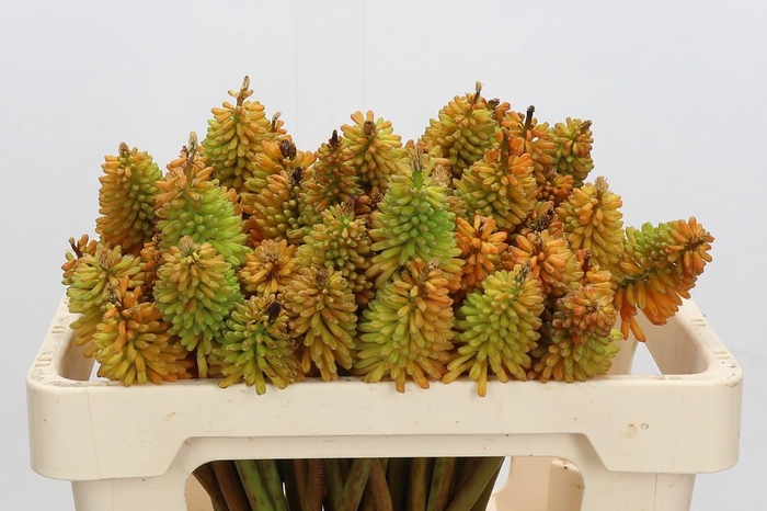 <h4>Kniphofia Eycone Peach</h4>