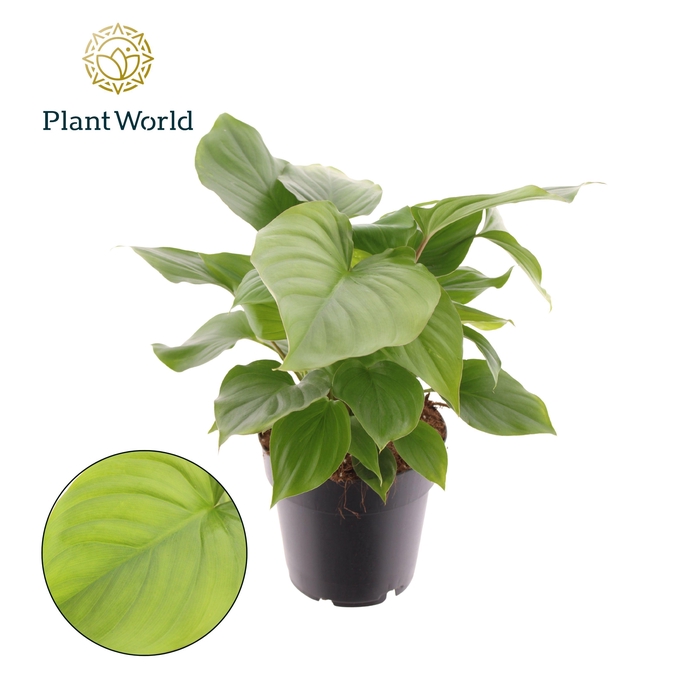 <h4>Homalomena rubescens 'Maggy'</h4>