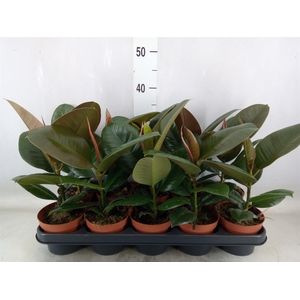 Ficus elastica 'Robusta'