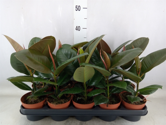 <h4>Ficus elastica 'Robusta'</h4>