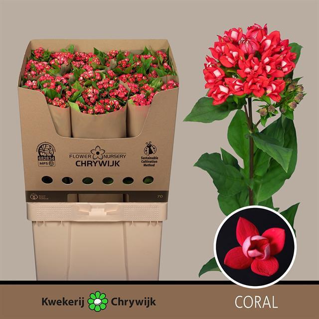 BOU DU CORAL