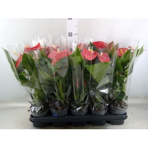 Anthurium   ...mix