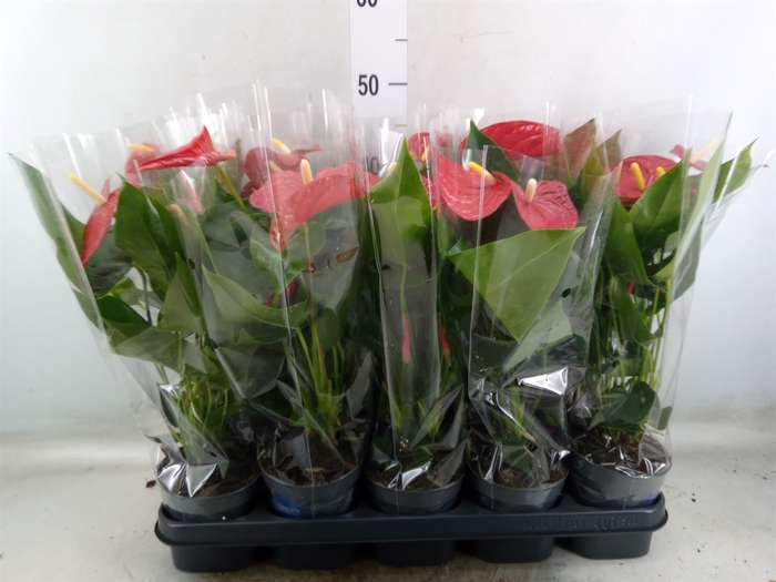 <h4>Anthurium   ...mix</h4>