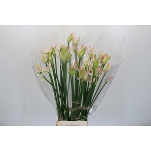 Nerine Bicolor Bionce