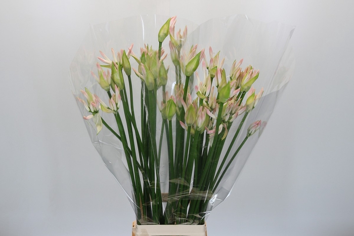 <h4>Nerine Bicolor Bionce</h4>