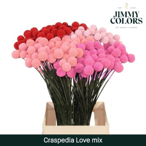 Craspedia L70 Love Mix