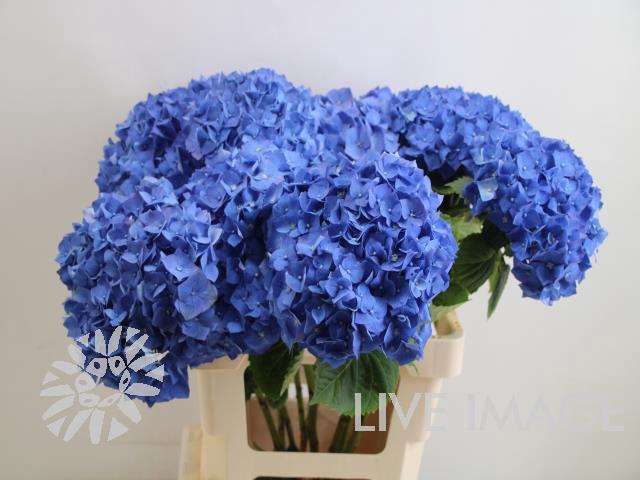 <h4>Hydrangea bela blue</h4>