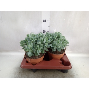 Crassula arborescens subsp. undilat