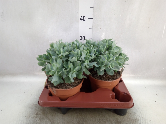 Crassula arborescens subsp. undilat