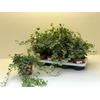 4-Pack Witbont 8,5