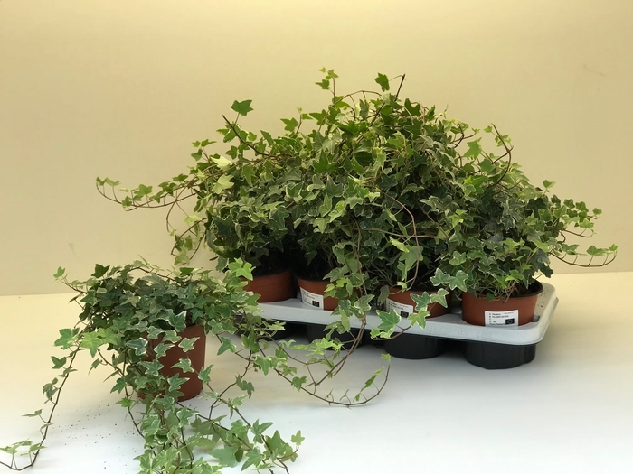 4-Pack Geelbont 8.5
