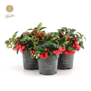 Viva Gaultheria pr. 'Big Berry'® P10