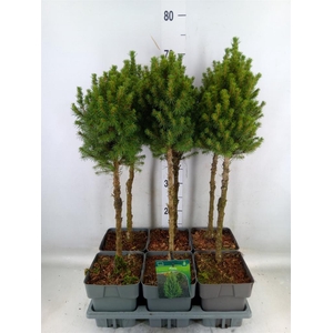 Picea glauca 'Perfecta'